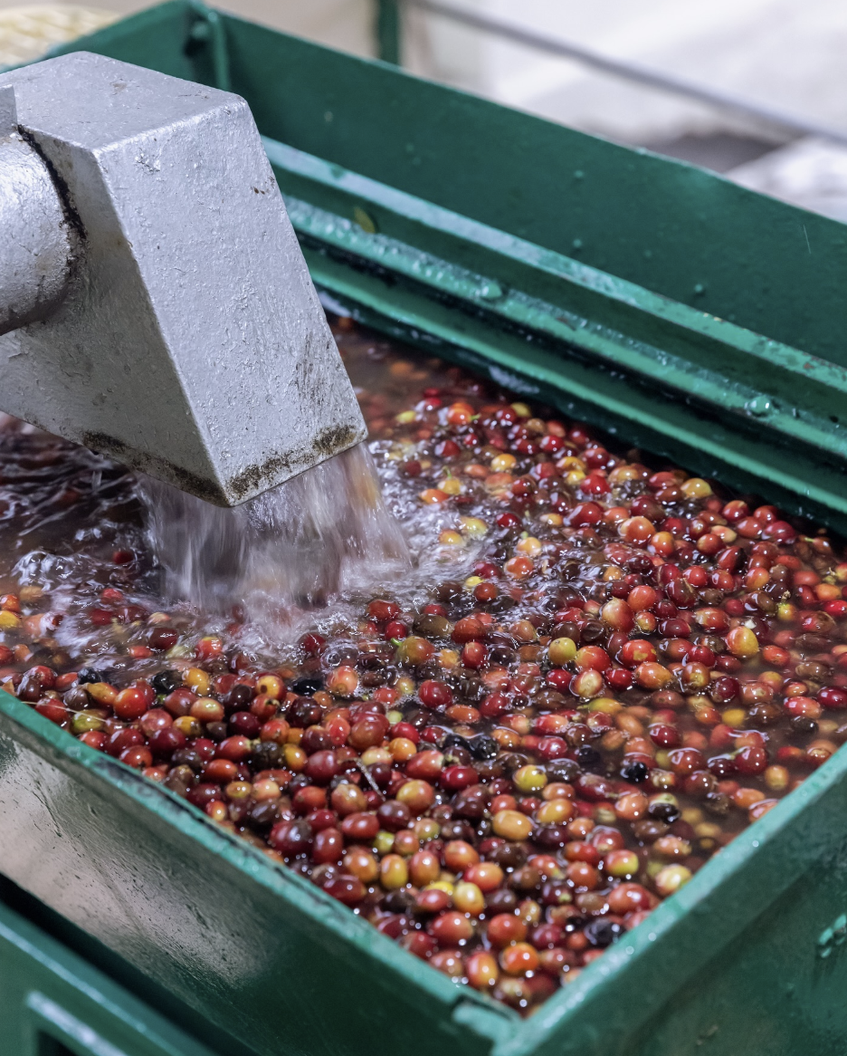 Hạt cà phê Robusta